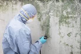 Trusted Onset, MA Mold Removal Services Experts